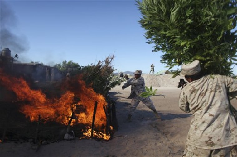Soldiers burn marijuana plants at a plantation discovered near San Quintin, Baja California state, Mexico, on Friday. Officials say it's the largest marijuana plantation ever detected in Mexico.